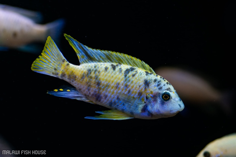 Labeotropheus fuelleborni 'Nakantenga Island'
